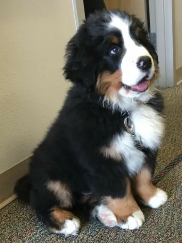 Bernese macho e fêmea - 60 dias prontos 