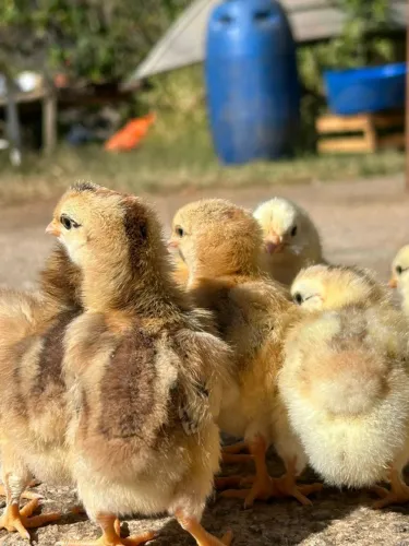 Pintinhos de Galinha Balão 