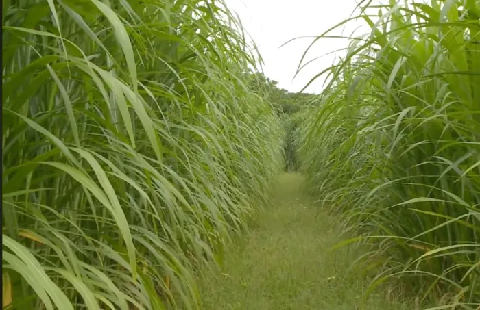 VAI ESPERAR CHEGAR O VERAO PRA PLANTAR BRS CAPIAÇU, DEPOIS NAO SE ARREPENDA
