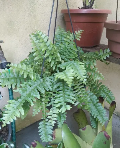 Samambaia verde elegante casa decoração jardim 