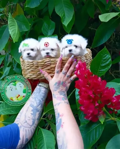 Lindos bebês maltês micro baby face Promoção imperdível 