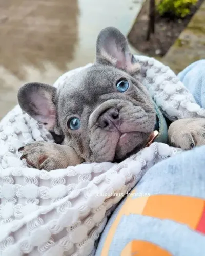 Filhote de Bulldog Francês um amor sem traições 