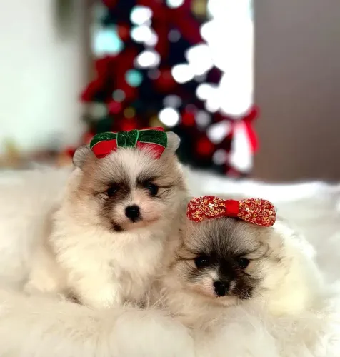 Spitz alemão lulu da Pomerânia 