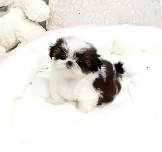 Filhote de Shih Tzu sua nova conquista