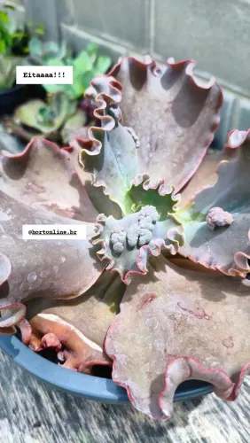 Suculenta rara