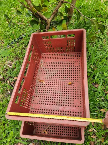 Caixa plástica fruta ou verdura