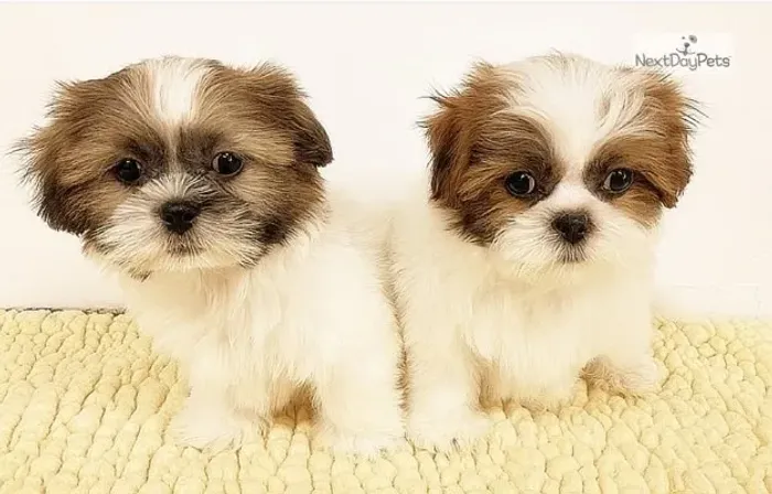 Shih-Tzu Fêmea Pequena Tricolor Um Amor de Companhia