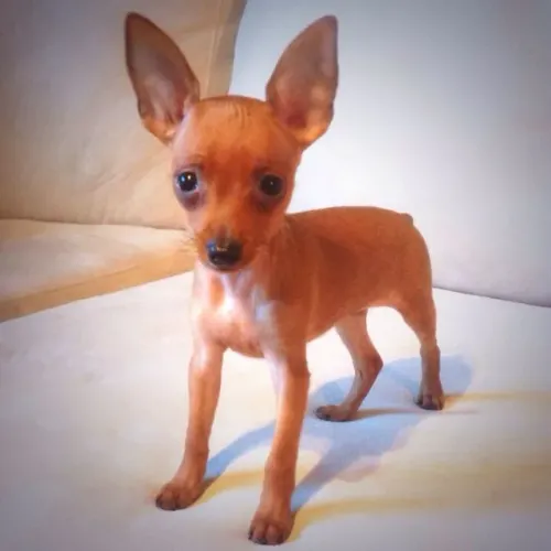 Pinscher Pequenos Filhotes