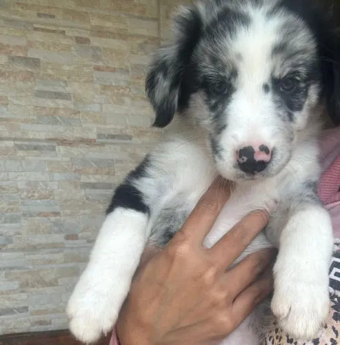 Filhote border collie, O amigo mais fiel que você pode ter está aqui!