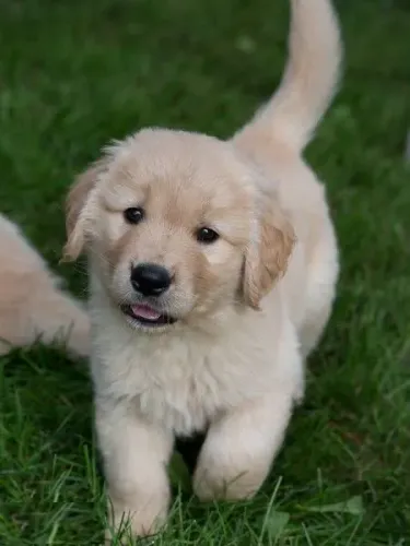 Golden retriever pra reserva