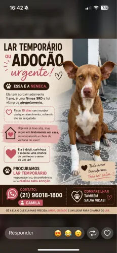 Adoção responsável