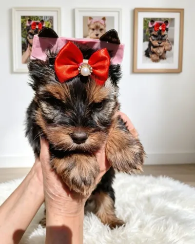 Yorkshire Terrier Encantadora Vai Roubar Seu Coração!