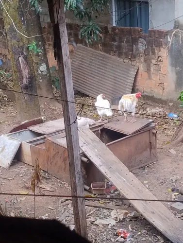 Galo e galinha índias vendo barato