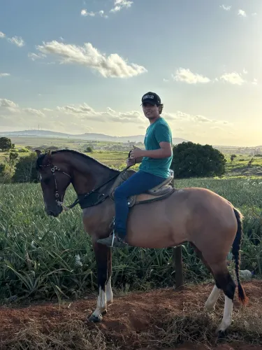 Égua mangalarga a venda ! 