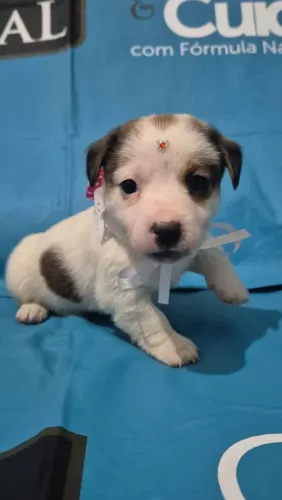 Jack Russell o Máscara.