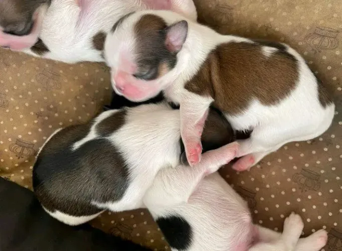 Pai Pug e mãe Shitzu ( último)hj 250 reais 