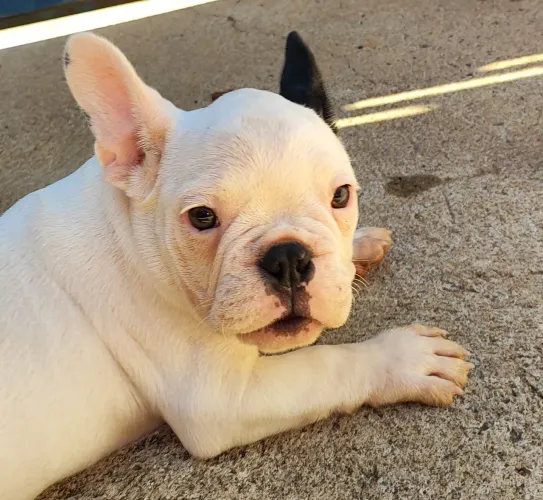 Bulldog Francês