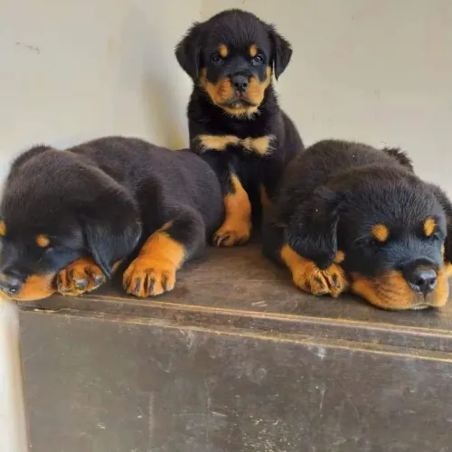 Rottweiler muito dócil e com vacina em dia 