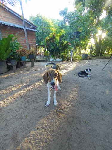 Cachorro americano