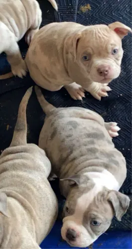 American Bully Esse Jeitinho Pode Fazer Parte Da Sua Vida Hoje 