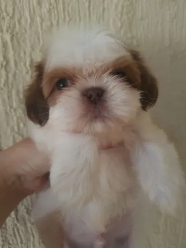Shih Tzu Filhotes Machos