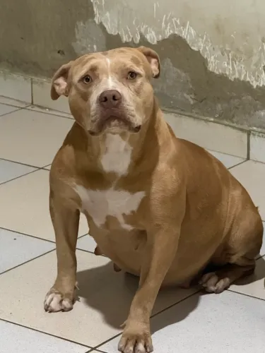 Cachorro Pit Monster