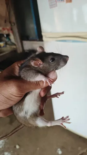 Rato twister