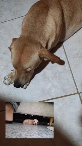 Doação de cachorro, ideal pra proteger a casa 