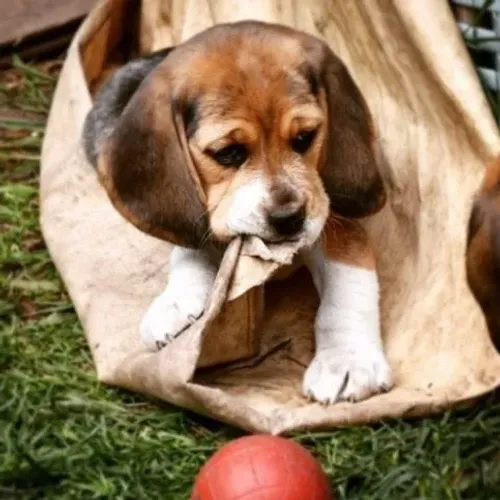 Beagle Um companheiro pronto para novos desafios