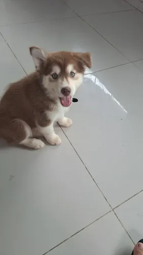 Husky Siberiano Fêmea