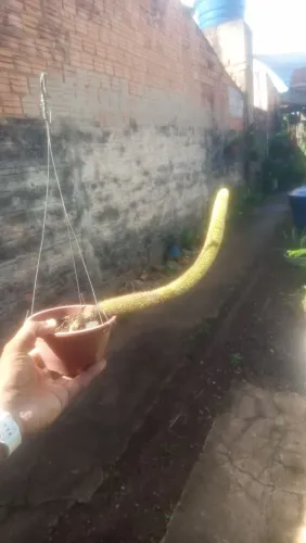 Cacto rabo de gato