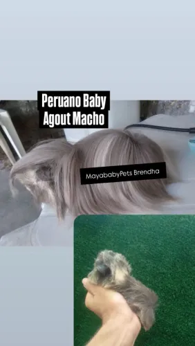 Porquinho da india (Peruano Agout Baby)