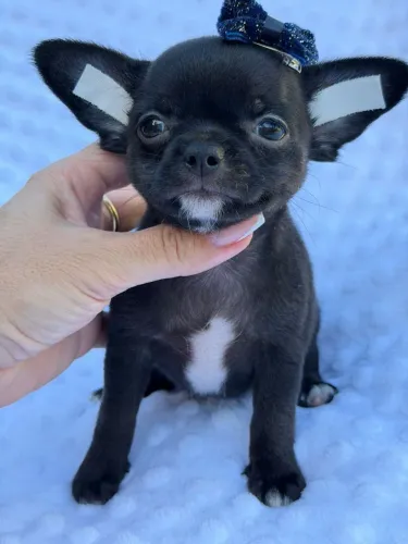 Chihuahua. Uma pretinha super charmosa com seus pelinhos curto 