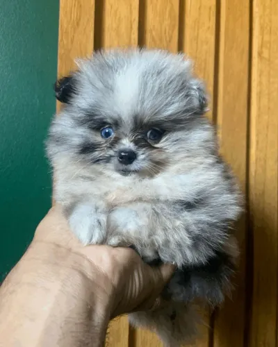 Filhotes de spitz alemão/Lulu 