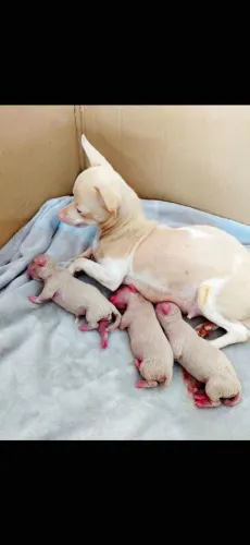 Pinscher macho na cor isabela