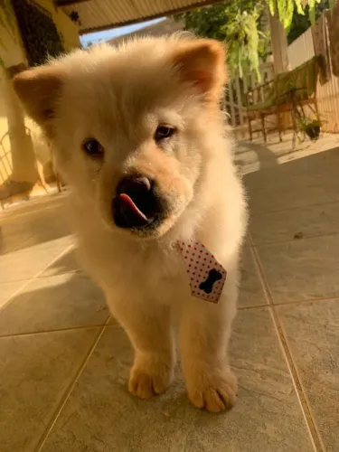 Filhote Chow-chow, Nada como ser recebido todos os dias com pulinhos e lambidas!
