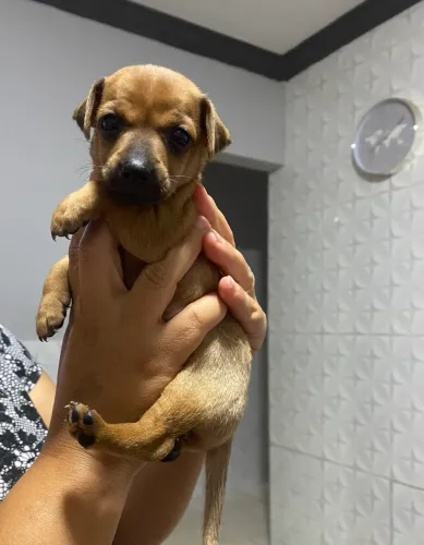 Filhotes de pinscher