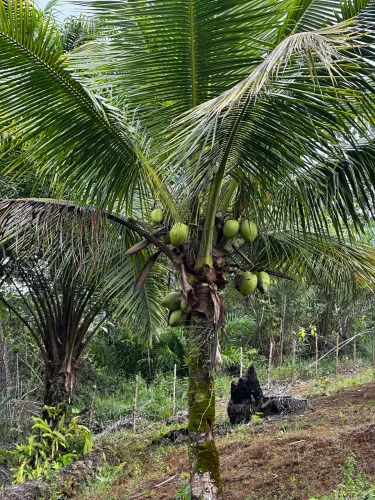 Linda chácara em Taperoá - pertinho de Boipeba