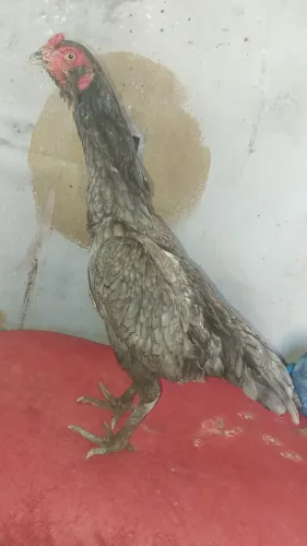 Vendo galinhas.....lindas e saudáveis ótimas genética