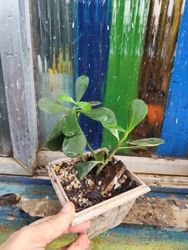 Clúsia - Planta Ornamental no Vaso