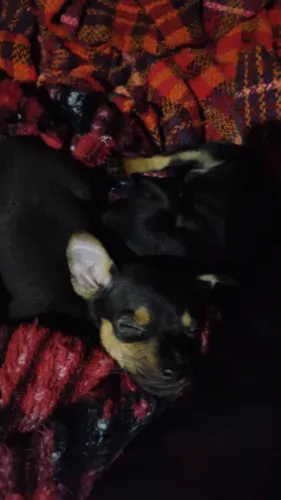 Pinscher zero 
