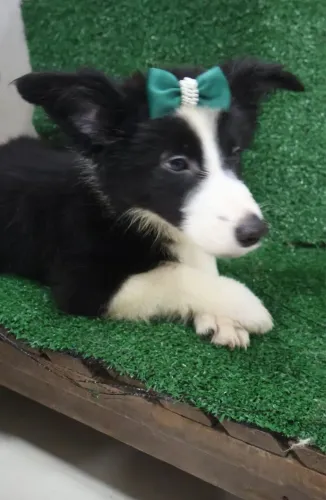 Border Collies Fêmeas