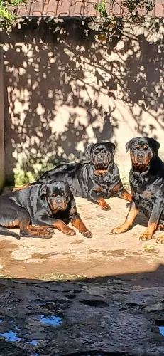 Rottweiler