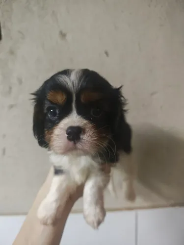 Lindo filhote de Cavalier King Charles Spaniel macho Tricolor