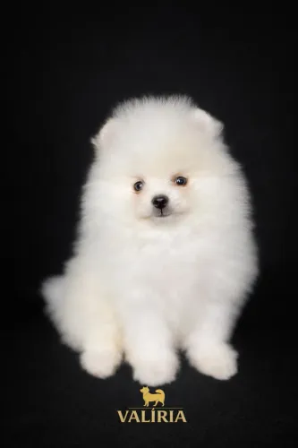 Lulu da Pomerânia macho disponível - Canil Valíria