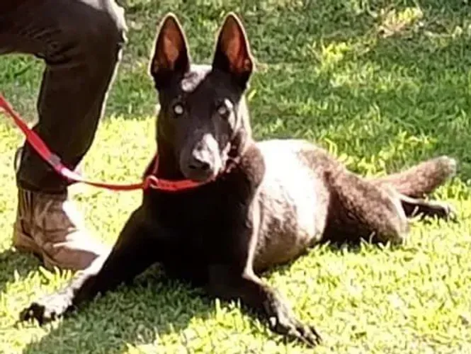 Pastora belga Malinois