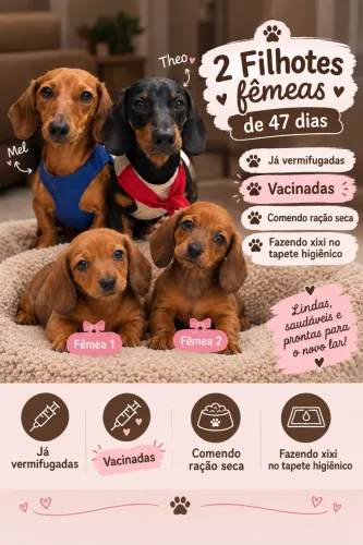 dachshund /salsicha /cofap