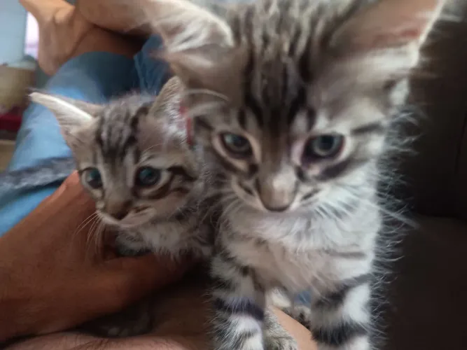 Gatinhas para adoção