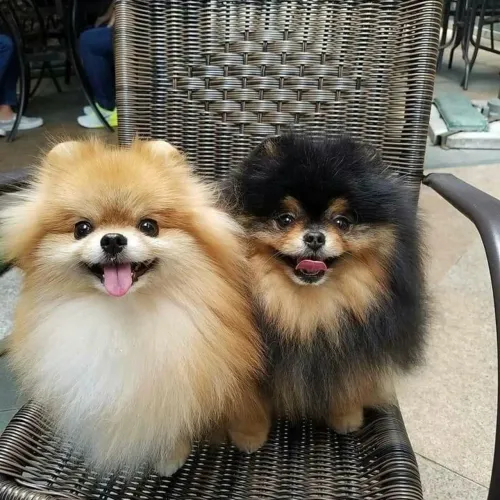 Spitz alemão Esse filhote merece um lar tão especial quanto ele