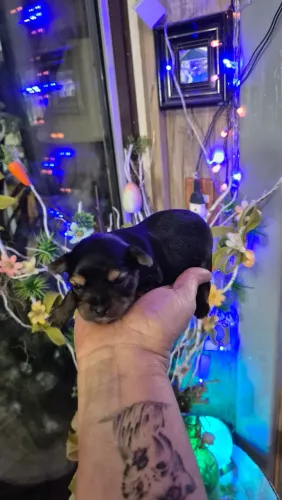 Cachorro 